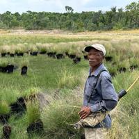 GHOST ELEPHANTS Review: Werner Herzog Reconciles Pragmatism and Poetry in the Angola Highlands