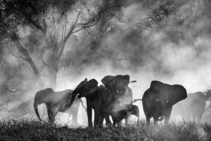 ‘Ghost Elephants’ Review: Werner Herzog Chases a Dream in the Highlands of Angola