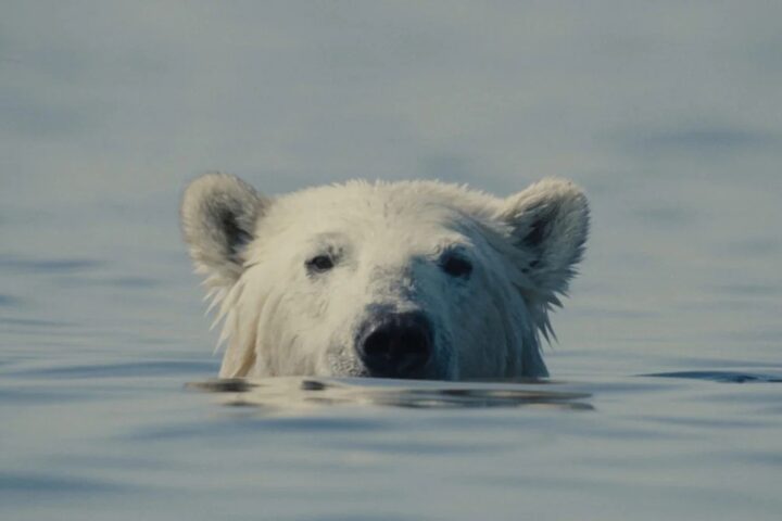 ‘Nuisance Bear’ Review: A Beautifully Shot Eco-Doc That Reflects on a Changing World