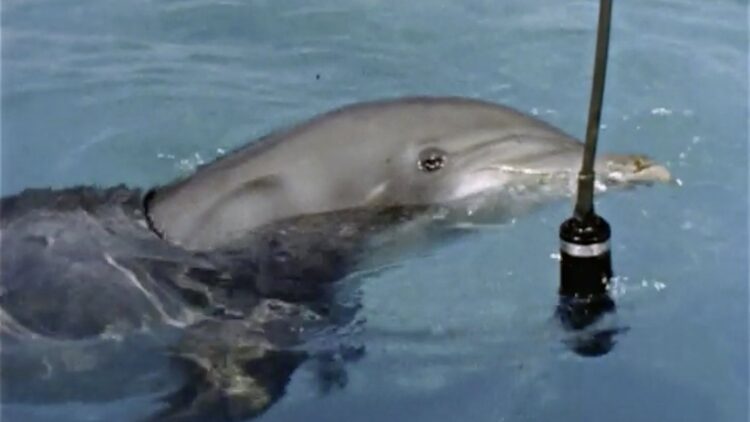 Dolphins and Drugs: Michael Almereyda and Courtney Stephens on Capturing the Work of John Lilly