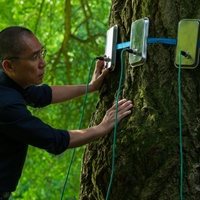 SILENT FRIEND Review: If Trees Could Talk